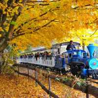 K-drama on Nami Island, South Korea