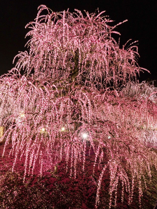 〜三重県鈴鹿市〜絶軽！200本の梅ライトアップ✨