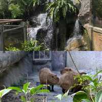 【臺北自由行】臺北市立動物園：綠蔭遮蔽，適合帶小朋友