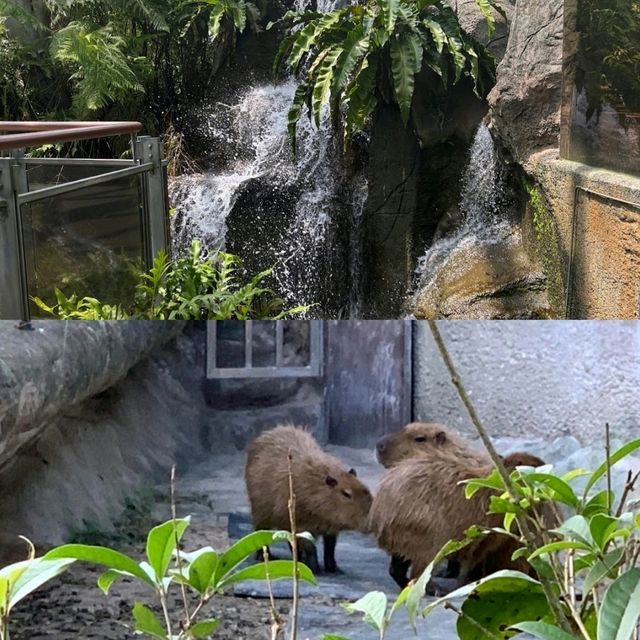 【臺北自由行】臺北市立動物園：綠蔭遮蔽，適合帶小朋友