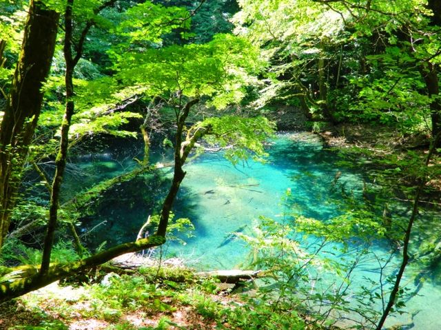 ここは十二湖の滝壺の池…✨十二湖は青池だけではない！