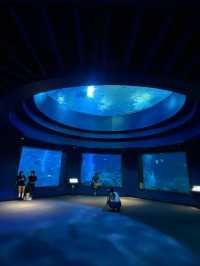 🪼 S.E.A. Aquarium ในสิงคโปร์✨