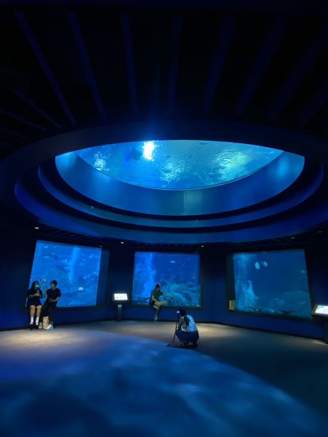 🪼 S.E.A. Aquarium ในสิงคโปร์✨