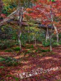 美しい苔と青もみじ癒やされたい！そんな時は【祇王寺】