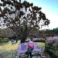 Theme Visit to the Garden of Morning Calm 🇰🇷