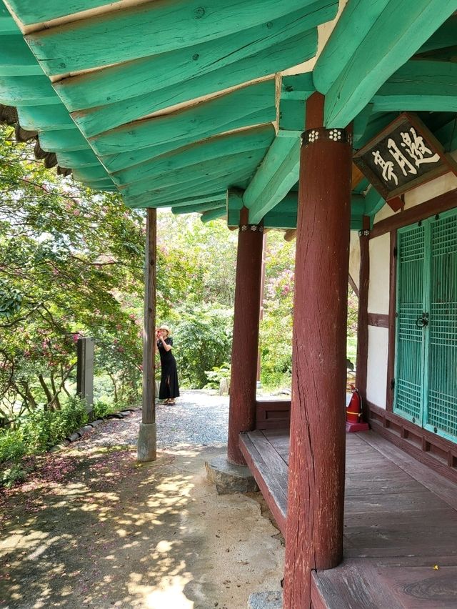 장성 배롱나무는 이제 여기입니다
