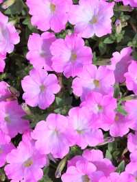 【🌻】入園料無料✨ソレイユの丘！🎡🐄