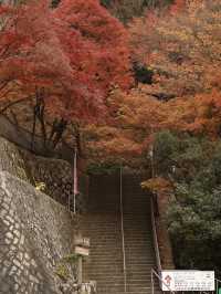日本三大溪谷的紅葉纜車