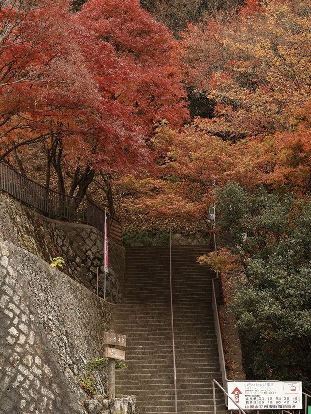 日本三大溪谷的紅葉纜車