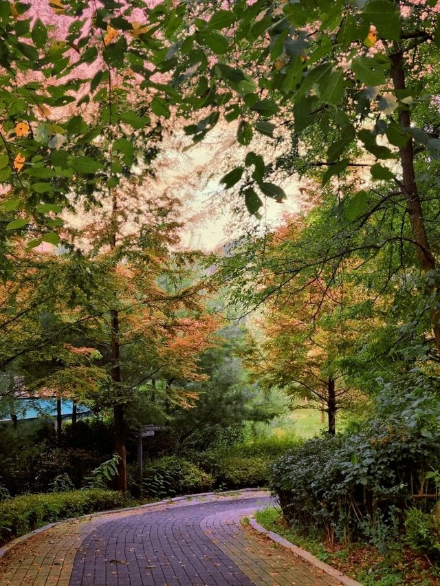 환상적인 모담숲 산책