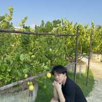 Lemon me farm ( เลมอนมีฟาร์ม )