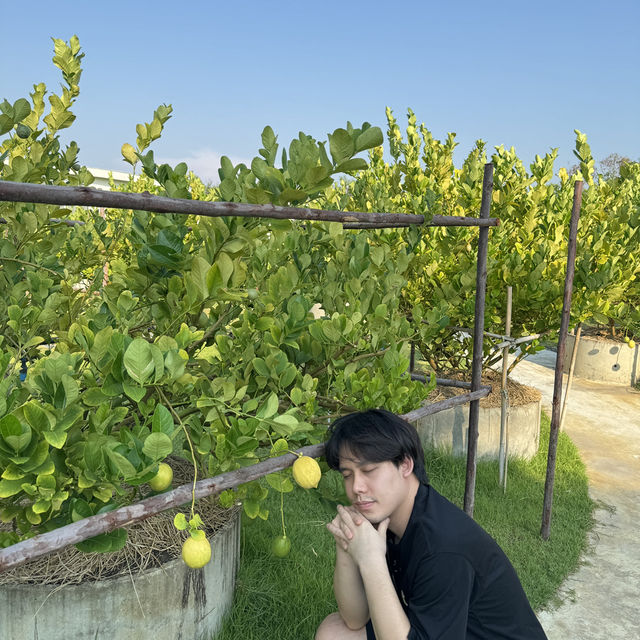 Lemon me farm ( เลมอนมีฟาร์ม )
