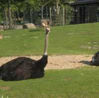 柏林動物園：舒適環境，開心遊動物園