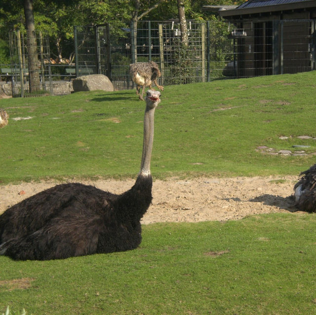 柏林動物園：舒適環境，開心遊動物園