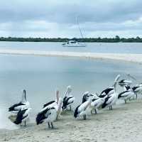 Pelicans and Platters: A family outing at Gold Coast 🇦🇺
