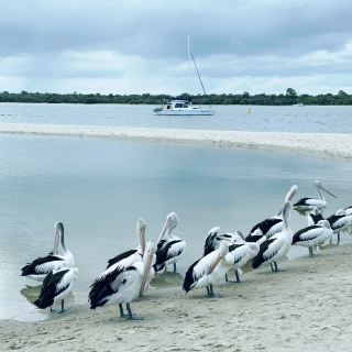 Pelicans and Platters: A family outing at Gold Coast 🇦🇺