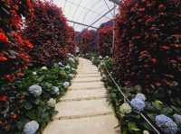 Flowers blooming at Flora Park, Cameron Highlands