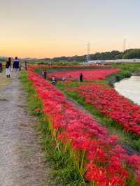【愛知 秋の絶景】🌸 真っ赤に染まる絶景！矢勝川堤で彼岸花を楽しもう🌸