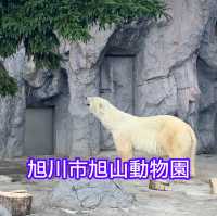 【旭川市旭山動物園】北海道🌟