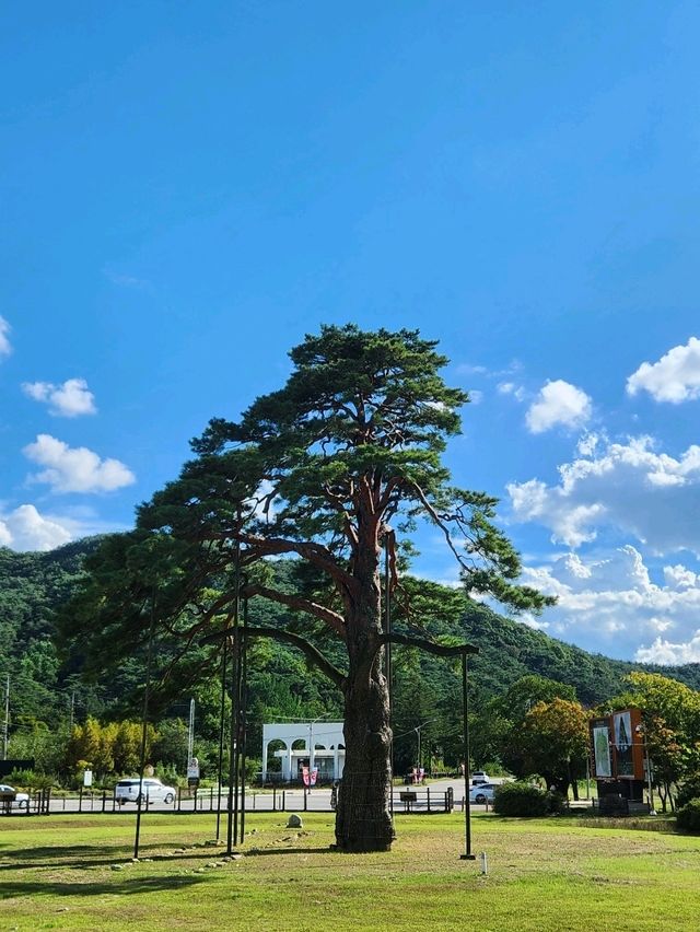 ❣️충북보은 데이트시 둘러보기 좋은 코스,"정이품송"❣️