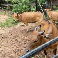 A Day of Adventure: Discover Zoo Melaka 🇲🇾