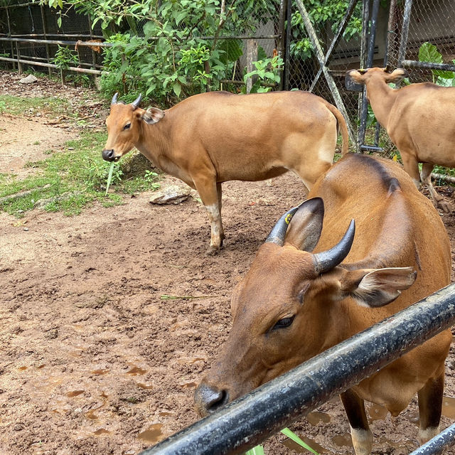 A Day of Adventure: Discover Zoo Melaka 🇲🇾