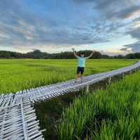 วิวทุ่งนาบ้านนาต้นจั่น