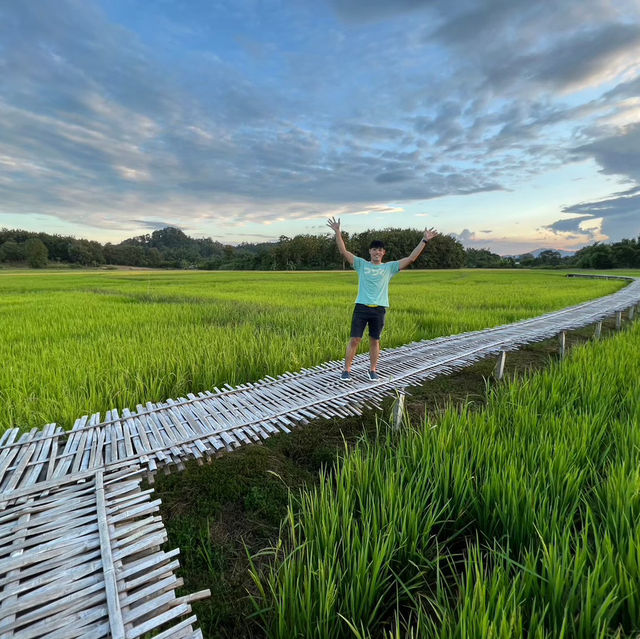 วิวทุ่งนาบ้านนาต้นจั่น
