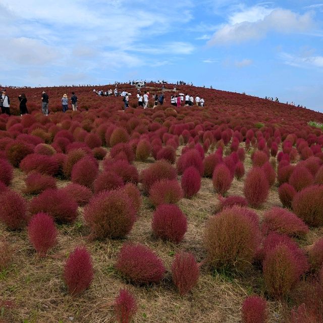 Kochia in Scarlet Red @ Hitachi Seaside Park 