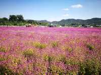 首爾近郊Nari公園 夢幻亂子草與波波草