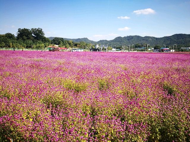 首爾近郊Nari公園 夢幻亂子草與波波草
