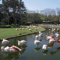 海之中道海濱公園-花卉的「花之丘」