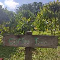กาแฟกลางธรรมชาติ | โรงคั่วกาแฟ วังน้ำเขียว