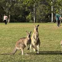 BRISBANE可以直接上手摸袋鼠的動物園🦘!!!