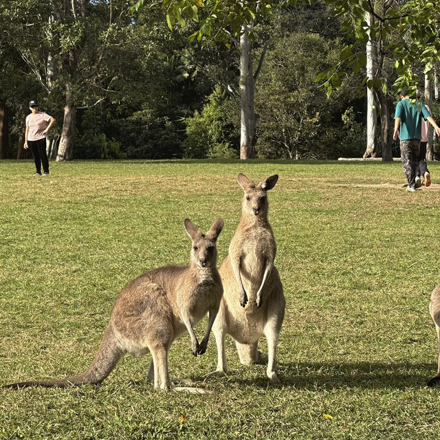 BRISBANE可以直接上手摸袋鼠的動物園🦘!!!