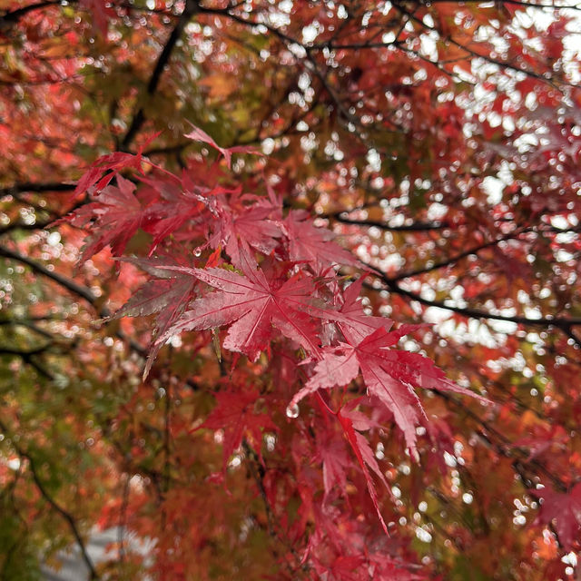 五色沼的楓紅