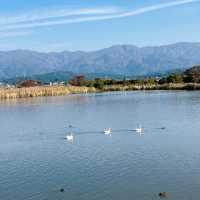 白鳥🦢を間近で見る体験