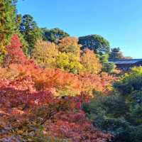 【東福寺:京都市東山区】1236 年創建の仏教寺院で紅葉の名所🍁