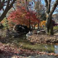 A Beautiful Escape: Nami Island Review