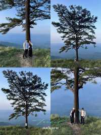 สนเดียวดาย แลนด์มาร์คบนดอยหลวงตาก⛰️