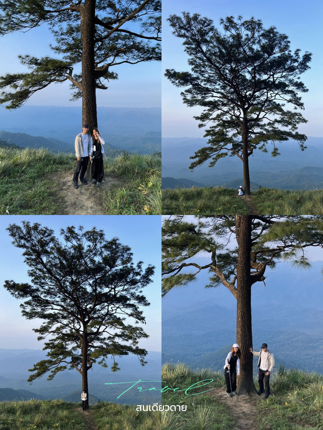 สนเดียวดาย แลนด์มาร์คบนดอยหลวงตาก⛰️
