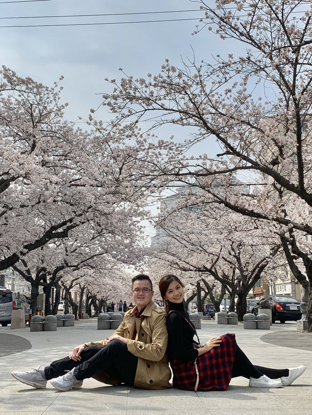 Jinhae: A Romantic Sakura Wonderland in Full Bloom