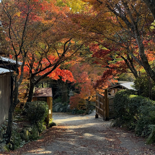 🇯🇵園境師花30年打造的絕美森森 超過萬棵楓葉樹🍁