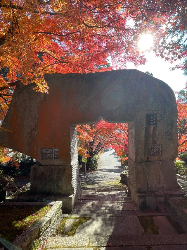 京都紅葉🌿🍁苔と紅葉のハーモニー🍁🌿苗秀寺☺️