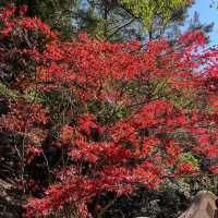 Discover the beauty of Wuling Farm in Taiwan