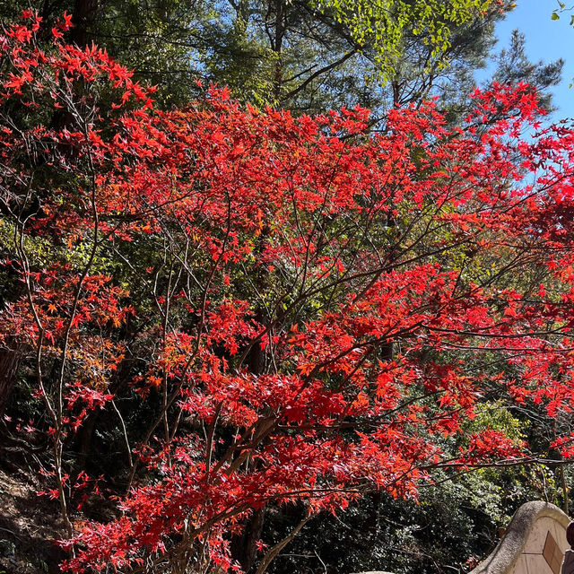 Discover the beauty of Wuling Farm in Taiwan