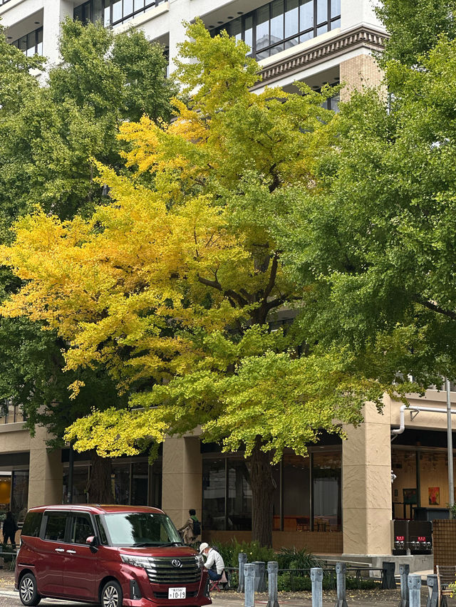 🍂 黄金色に輝く秋の風景：横浜日本大通り 🌳  