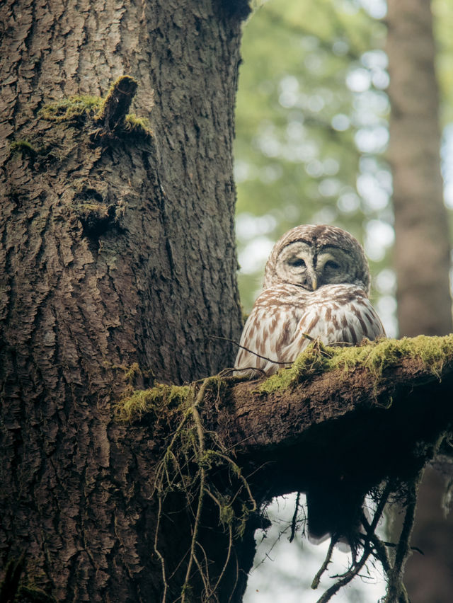 溫哥華林恩峽谷公園 Lynn Canyon
