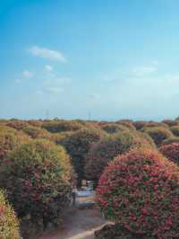 동화같은 빨간 동백꽃 풍경을 볼 수 있는 이곳“동백포레스트”