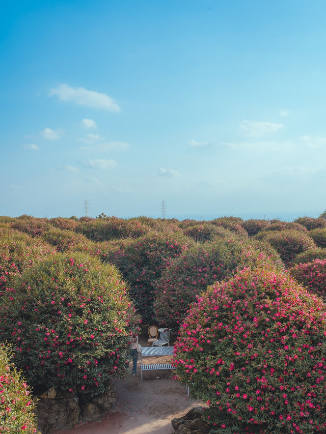 동화같은 빨간 동백꽃 풍경을 볼 수 있는 이곳“동백포레스트” 동화같은 빨간 동백꽃 풍경을 볼 수 있는 이곳“동백포레스트”